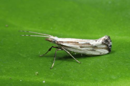 Réf. 321 682 : Plutella porrectella
